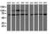 Proteasome 19S S3 antibody, NBP2-01808, Novus Biologicals, Western Blot image 