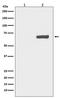 Yes Associated Protein 1 antibody, P00116, Boster Biological Technology, Western Blot image 