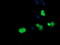 Sex Determining Region Y antibody, M00614, Boster Biological Technology, Immunofluorescence image 