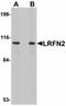 Leucine Rich Repeat And Fibronectin Type III Domain Containing 2 antibody, LS-B14740, Lifespan Biosciences, Western Blot image 