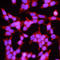Folate Receptor Alpha antibody, MAB5646, R&D Systems, Immunofluorescence image 