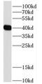 DDRGK Domain Containing 1 antibody, FNab02292, FineTest, Western Blot image 
