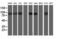 Anaphase Promoting Complex Subunit 2 antibody, LS-C173239, Lifespan Biosciences, Western Blot image 