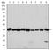 Cyclin Dependent Kinase 1 antibody, AM06594SU-N, Origene, Western Blot image 