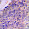 Galectin 8 antibody, LS-C354013, Lifespan Biosciences, Immunohistochemistry frozen image 