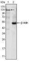 Janus Kinase 3 antibody, AM06376SU-N, Origene, Western Blot image 