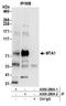 Metastasis Associated 1 antibody, A300-280A, Bethyl Labs, Immunoprecipitation image 