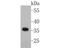 NIMA Related Kinase 6 antibody, NBP2-80469, Novus Biologicals, Western Blot image 