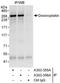 Desmoplakin antibody, A303-356A, Bethyl Labs, Immunoprecipitation image 