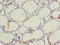 5'-Aminolevulinate Synthase 2 antibody, A62074-100, Epigentek, Immunohistochemistry paraffin image 