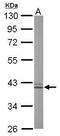 ARG antibody, TA308162, Origene, Western Blot image 