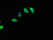 Riboflavin kinase antibody, LS-C399491, Lifespan Biosciences, Immunofluorescence image 