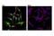RAC-gamma serine/threonine-protein kinase antibody, 14982S, Cell Signaling Technology, Immunocytochemistry image 