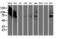 Galectin 3 Binding Protein antibody, LS-B14238, Lifespan Biosciences, Western Blot image 