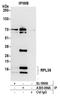 Ribosomal Protein L36 antibody, A305-066A, Bethyl Labs, Immunoprecipitation image 