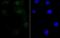 RXR alpha antibody, NBP2-75653, Novus Biologicals, Immunofluorescence image 