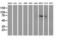 Membrane Palmitoylated Protein 5 antibody, LS-C173819, Lifespan Biosciences, Western Blot image 