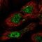PHD Finger Protein 7 antibody, HPA070305, Atlas Antibodies, Immunofluorescence image 