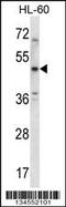 5-Hydroxytryptamine Receptor 1B antibody, 57-828, ProSci, Western Blot image 