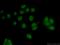 Pescadillo homolog antibody, 13553-1-AP, Proteintech Group, Immunofluorescence image 