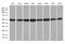 HNRNPH1 antibody, MA5-27375, Invitrogen Antibodies, Western Blot image 