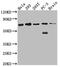 Leukotriene A4 Hydrolase antibody, CSB-RA198749A0HU, Cusabio, Western Blot image 