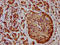 Protein THEMIS2 antibody, LS-C681542, Lifespan Biosciences, Immunohistochemistry paraffin image 