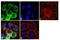 Peptidylprolyl Isomerase D antibody, PA3-023, Invitrogen Antibodies, Immunofluorescence image 