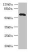 Ubiquitin Specific Peptidase 30 antibody, CSB-PA765106LA01HU, Cusabio, Western Blot image 