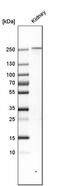 Phospholipase A2 Receptor 1 antibody, PA5-52966, Invitrogen Antibodies, Western Blot image 