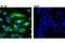Ubiquitin C-Terminal Hydrolase L1 antibody, 13179P, Cell Signaling Technology, Immunofluorescence image 