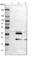 CRK Like Proto-Oncogene, Adaptor Protein antibody, HPA001100, Atlas Antibodies, Western Blot image 