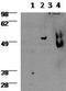 GATA binding protein 3 antibody, 14-9966-80, Invitrogen Antibodies, Western Blot image 