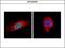 BUB1 Mitotic Checkpoint Serine/Threonine Kinase antibody, GTX107497, GeneTex, Immunofluorescence image 