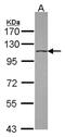 DEAH-Box Helicase 16 antibody, NBP2-16161, Novus Biologicals, Western Blot image 