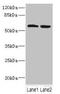 Formimidoyltransferase Cyclodeaminase antibody, orb41265, Biorbyt, Western Blot image 