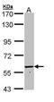 Formimidoyltransferase-cyclodeaminase antibody, PA5-22075, Invitrogen Antibodies, Western Blot image 