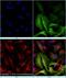 Filamin C antibody, NBP2-79816, Novus Biologicals, Immunofluorescence image 