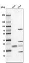 FKBP Prolyl Isomerase 11 antibody, HPA041709, Atlas Antibodies, Western Blot image 