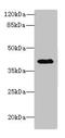 Decorin antibody, orb23511, Biorbyt, Western Blot image 