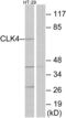 CDC Like Kinase 4 antibody, abx013802, Abbexa, Western Blot image 
