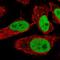 Spindlin 1 antibody, HPA068784, Atlas Antibodies, Immunocytochemistry image 