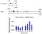 Protein Phosphatase 4 Catalytic Subunit antibody, PA5-30128, Invitrogen Antibodies, Chromatin Immunoprecipitation image 