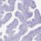 Protamine 2 antibody, HPA056386, Atlas Antibodies, Immunohistochemistry frozen image 