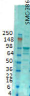 GluA2 antibody, TA326535, Origene, Western Blot image 