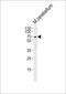 Metal Response Element Binding Transcription Factor 2 antibody, PA5-72050, Invitrogen Antibodies, Western Blot image 