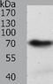 Spindle Apparatus Coiled-Coil Protein 1 antibody, TA322306, Origene, Western Blot image 