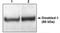 Disabled homolog 1 antibody, orb108660, Biorbyt, Western Blot image 