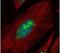 UTP6 Small Subunit Processome Component antibody, PA5-21716, Invitrogen Antibodies, Immunofluorescence image 