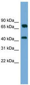 MAT 2 antibody, TA339292, Origene, Western Blot image 